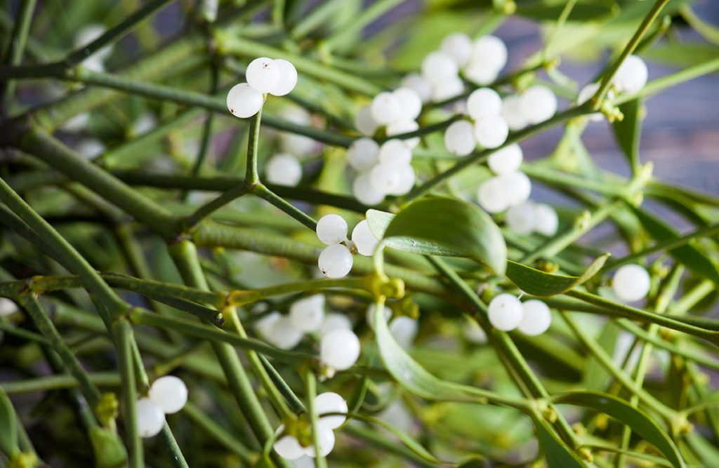 mistletoe-therapy-for-cancer-treatment-riordan-clinic